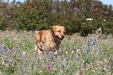 GOLDEN RETRIEVER 165